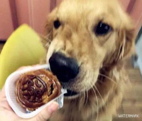 狗狗能吃月饼吗？警醒这种月饼！小小的一块就能“取它狗命”