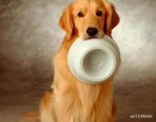 你能给狗狗喂养吗？一起了解狗狗科学研究喂养的方法