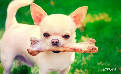 养狗知识：如果小狗吃了鸡骨头以后会有什么结果？