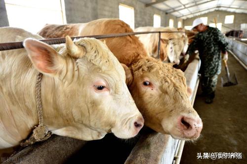 2022年养牛能赚钱吗，2022养牛如何