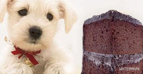 为什么巧克力对狗狗有害？狗狗吃了巧克力后该怎么办？