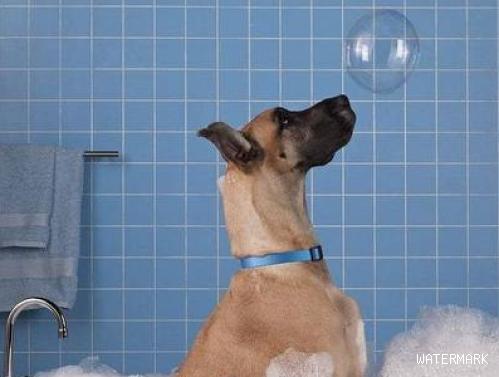 给狗狗洗澡，这几个错误观念不能犯，宠主都该了解