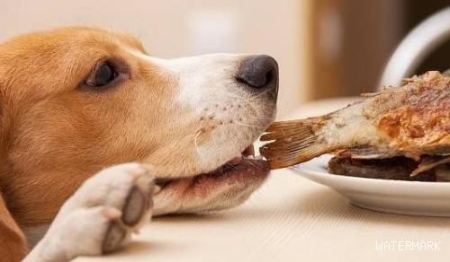 狗狗该如何喂养，千万别深陷这个错误观念！