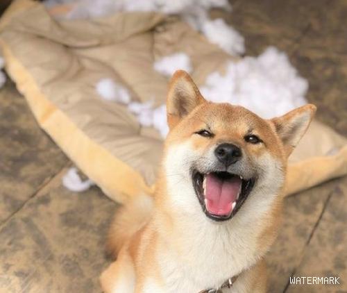 家中柴犬把软垫拆坏，看到主人时不低下头承认错误，哈哈大笑的模样太痊愈