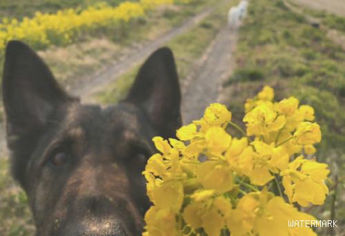 将花放到狗狗眼前，想不到它伸开大嘴巴就把花吃，看着你能吞下去？