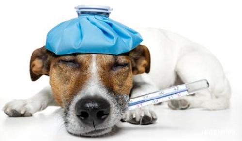 狗感冒医治必须几日？来看看吧