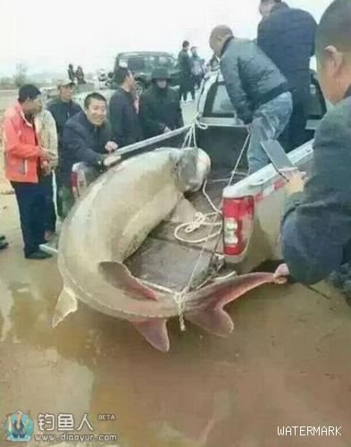 实属罕见！黑龙江渔民捕获超900斤超级鳇鱼