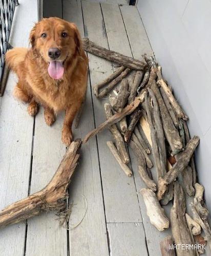 金毛狗狗喜爱捡木头回家了，还春风得意的向主人显摆：我才算是真实的“柴”犬