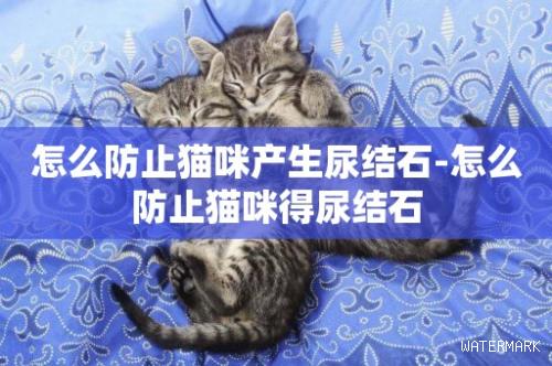怎么防止猫咪产生尿结石-怎么防止猫咪得尿结石