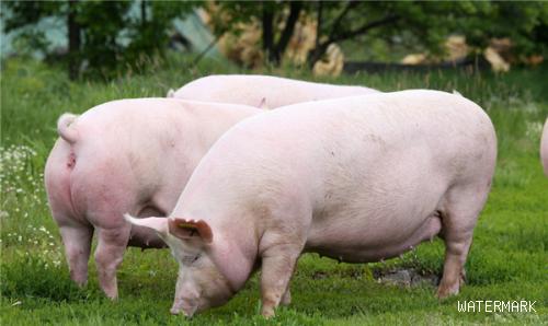 后备母猪决定猪场未来！后备母猪饲喂流程，你都清楚吗？