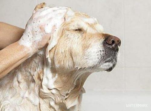小狗洗完澡以后，为何都是趴在地上翻滚？