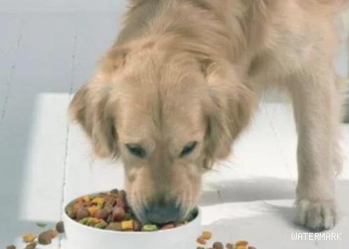 分辨狗狗胃口吃的是不是适宜的方式
