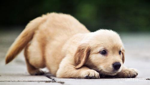 狗狗对狗粮过敏是怎么回事，具体什么症状？