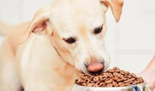 这几种喂养狗狗的做法危害非常大，许多饲主却还不知道！