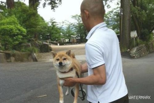 狗每一次散散步后，必须主人抱着它回家，谋略反咬一口获胜微笑真坏！