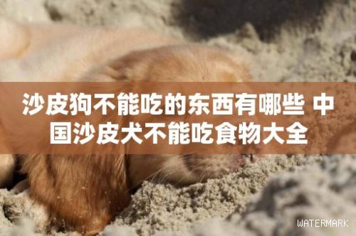 沙皮狗不能吃的东西有哪些 中国沙皮犬不能吃食物大全