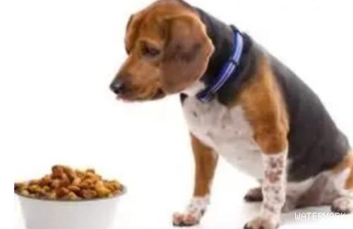 如何训练狗吃东西慢慢地吃？