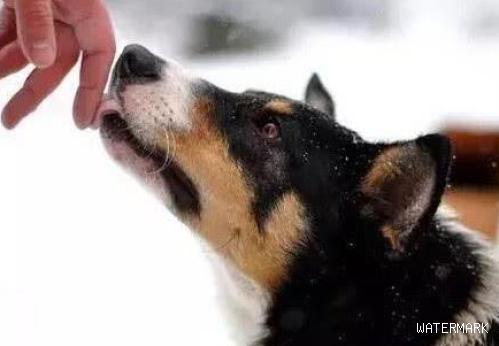 狗总是舔你的手和脚和脸，实际上是在对你说这一些事