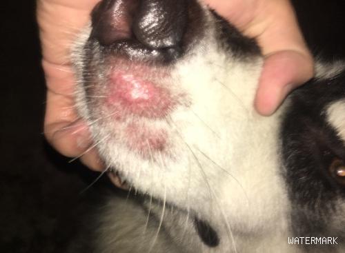 狗狗鼻子周围掉毛怎么办？