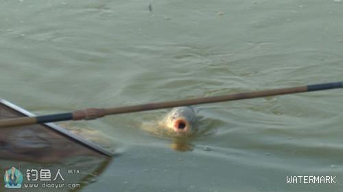 海河钓鲤鱼的窝料及饵料的制作方法