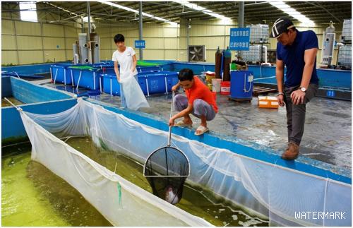 花东有家农业养殖基地，“淡水鱼转化咸水鱼”养殖，这是啥技术？