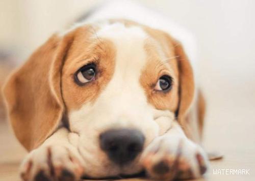 一只狗假如不做绝育手术，有什么安全隐患？