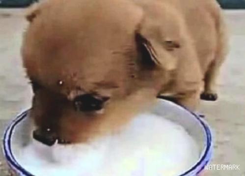 女人捡了一条流浪狗，带回家给它喂牛乳，认清后赶快照相微信发朋友圈
