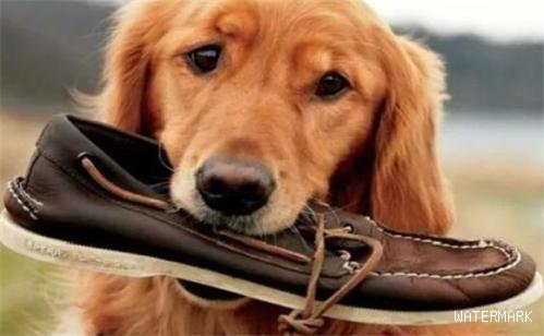 狗狗咬鞋子的缘故，很有可能并不是爱玩！