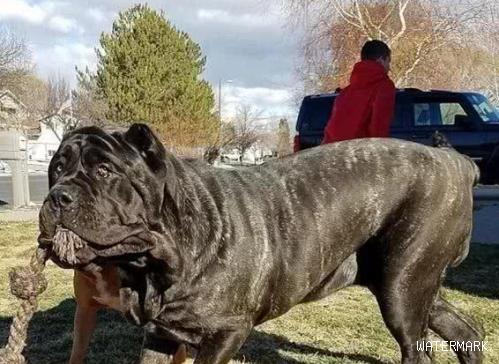 九个月大1.8米高，体重150斤，它是世界上最大的幼犬