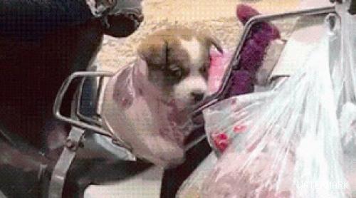 主人买菜嫌狗麻烦，就用塑料袋把它挂在摩托车上