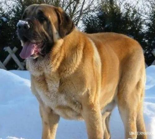 大型犬排名，大型犬种类有哪些？
