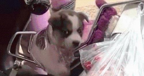 主人买菜嫌狗麻烦，就用塑料袋把它挂在摩托车上