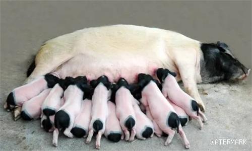 母猪排毒保肝提高健康度，才是多产仔的关键！国外如何保护母猪的肝脏？