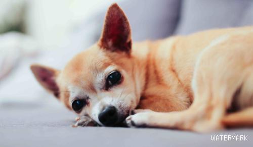 狗狗有皮肤病吃啥最好？怎么治疗呢？