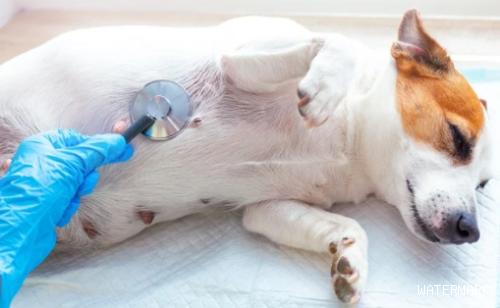 狗狗子宫内膜炎的发病原因是什么？不妨来看看吧
