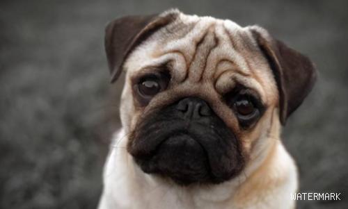 狗狗都必须补钙补锌吗？狗狗缺少钙有什么伤害？