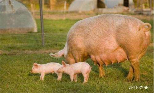 养猪难，养母猪更难，母猪难养的根源找到了？