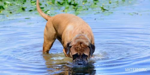 这7种水“最伤”狗狗身体，很多人都喂过，早该拉入黑名单了