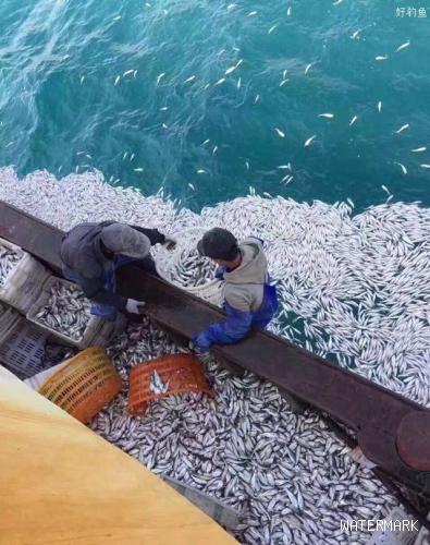 好多鱼！舟山渔船两小时捡9千余公斤小黄鱼