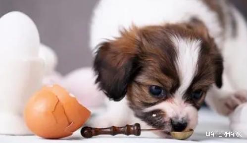 狗狗吃蛋白好还是蛋黄好？这里有答案！