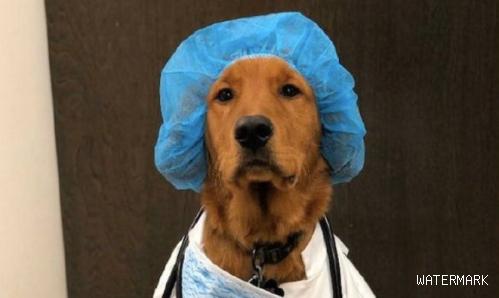 主人家给狗穿到了医生工作服，加上它严肃认真的模样好搞笑幽默，狗：看病吗