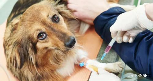 狗狗第三针疫苗可以和狂犬一起打吗