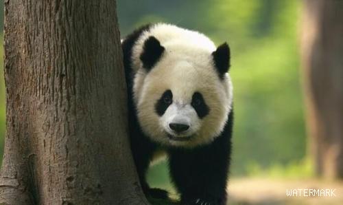 带您欣赏,世界上体型大的几种熊猫