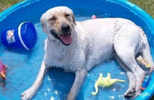 夏天最热的时候来了！狗狗避暑神器！