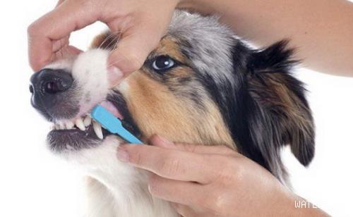 狗狗的牙齿要注意定期清洁！