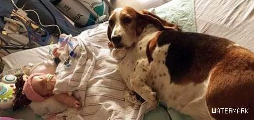 4个月大女孩患重病 在狗狗的陪伴下发生奇迹