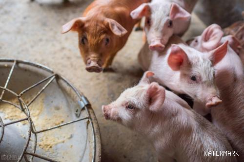 2023年的生猪价格很有可能复制2020年的猪价行情，7月20日猪价