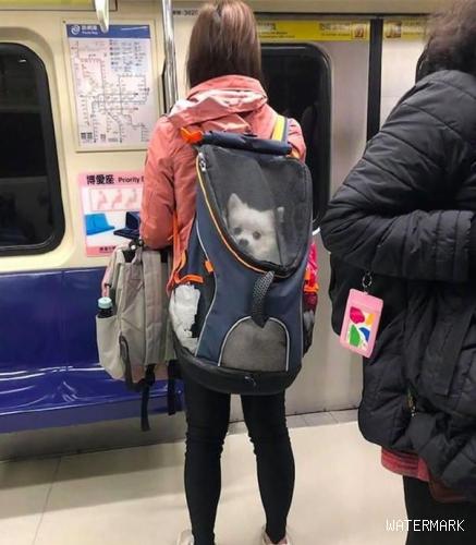 地铁上捡到了个小奶狗