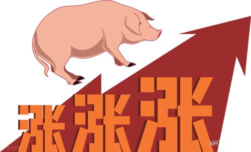 猪市“行情诡异”，肉价直线飙升，小麦“跌翻天”！7月11日猪价