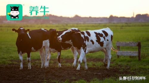 打造乳业硅谷携手共富，全民养牛科技养殖赋能产业链